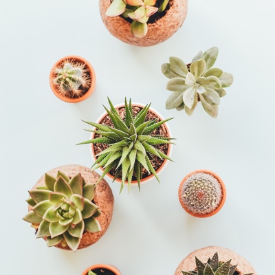  a collection of catus plants on top of a white background